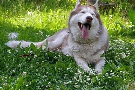 Timur, piękny husky czeka na dom,  śląskie Jaworzn