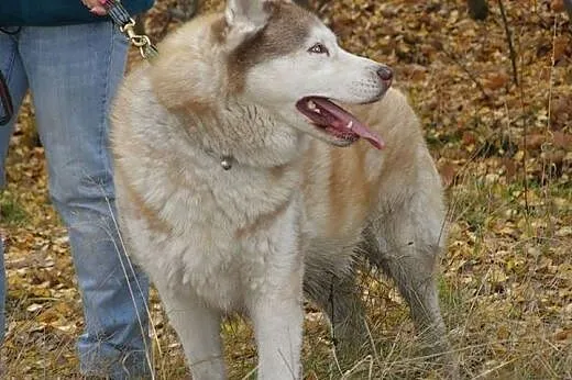 Timur, piękny husky czeka na dom,  śląskie Jaworzn