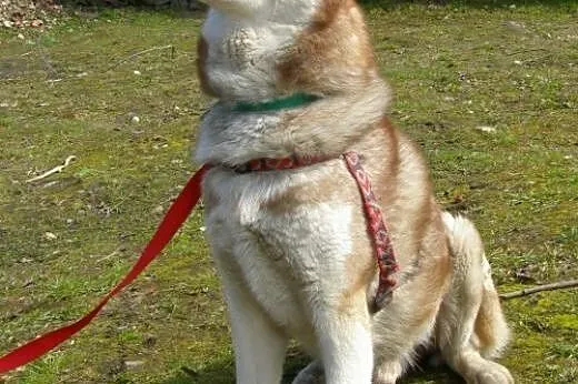 Timur, piękny husky czeka na dom,  śląskie Jaworzn