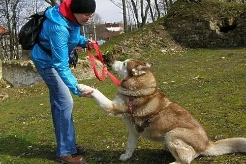 Timur, piękny husky czeka na dom,  śląskie Jaworzn