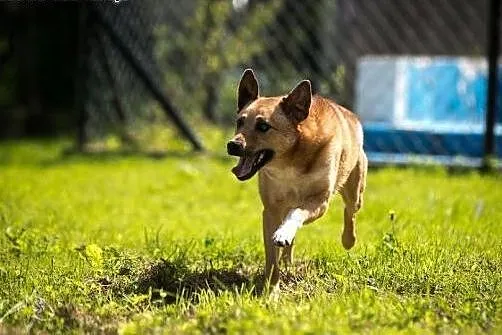 Komu ...komu Mario szuka swojego kochającego domu,
