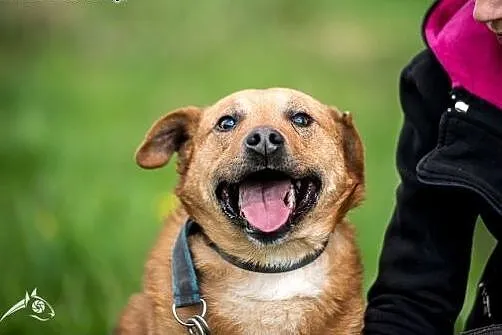 Komu ...komu Mario szuka swojego kochającego domu,