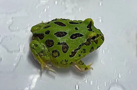 Żaba rogatą ceratophrys cranwelli