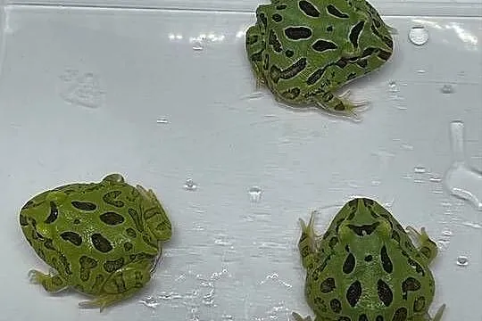 Żaba rogatą ceratophrys cranwelli, Śląskie, Katowice