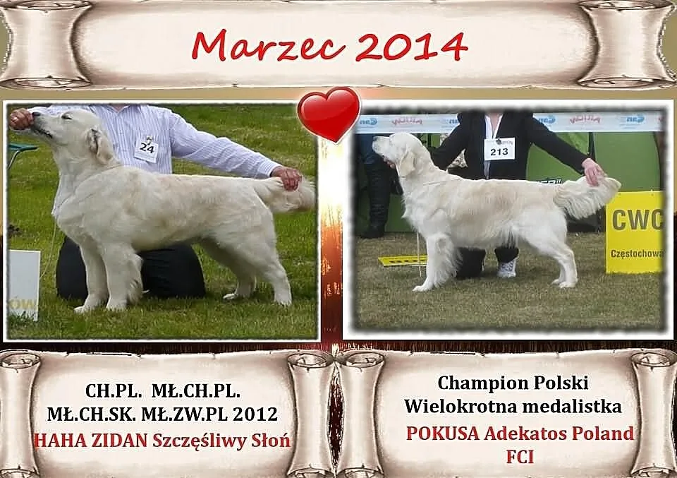 Golden Retriever po Championach