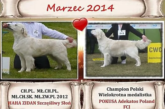 Golden Retriever po Championach