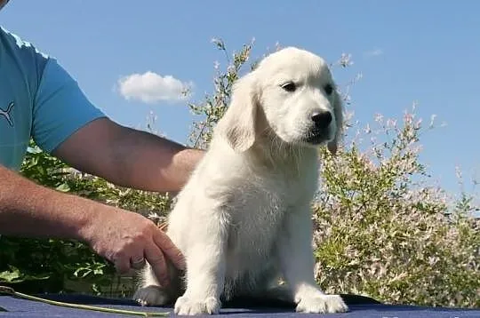 Golden Retriever po Championach