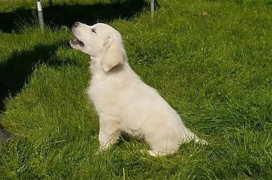 Golden Retriever po Championach