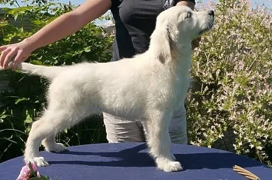 Golden Retriever po Championach