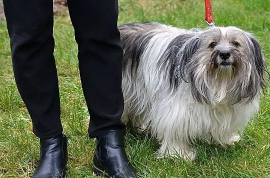 Oddam serce w dobre ręce - MYSZKA, Mazowieckie, Warszawa