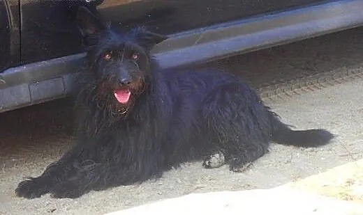 Murzynek do adopcji , mazowieckie Warszawa