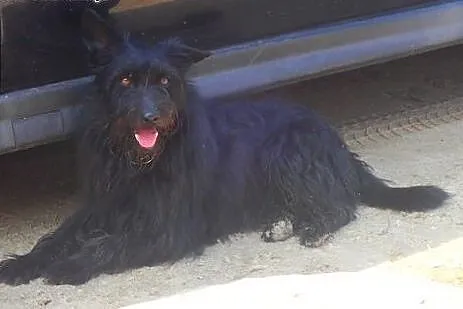 Murzynek do adopcji ,  mazowieckie Warszawa