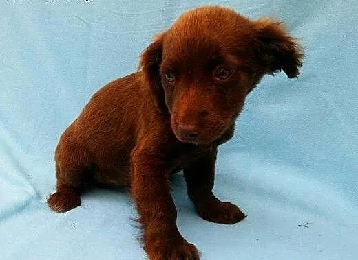 Dwie, 8 tygodniowe, małe sunie do adopcji, mazowi