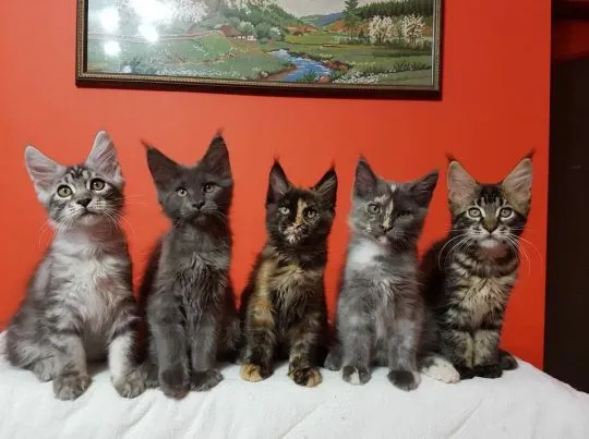 Kocieta Maine Coon Mine coon.  ..email :  {{legowikanna7@gmail.com}}, , Olsztyn