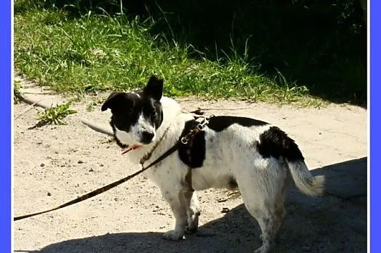 Do domu z ogródkiem,psiak PEPE, sympatyczny,przyjazny,łagodny_Adopcja_