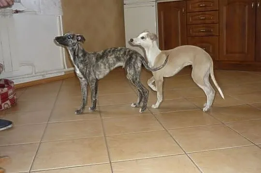 Chart angielski whippet