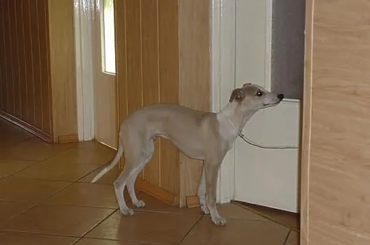 Chart angielski whippet