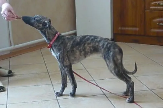 Chart angielski whippet