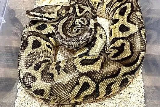 Pyton królewski samiec Pastel Leopard het Clown