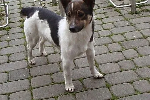 Bonbon-łaciaty kundelek rozgrzeje Twoje serce - adoptuj!,  śląskie Katowice
