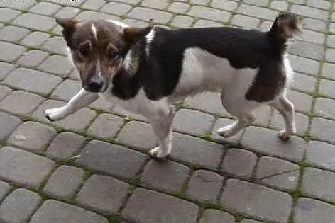 Bonbon-łaciaty kundelek rozgrzeje Twoje serce - ad