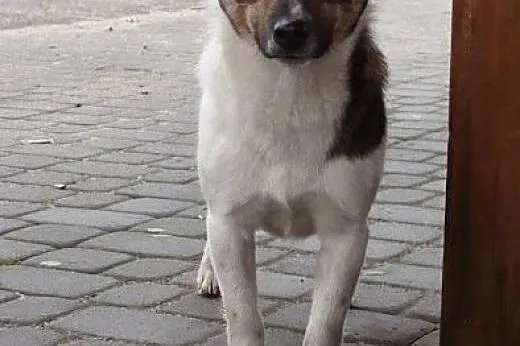 Bonbon-łaciaty kundelek rozgrzeje Twoje serce - ad