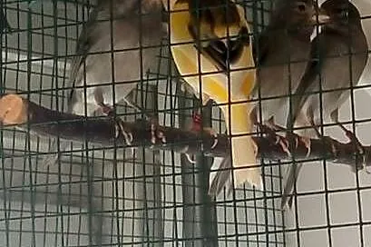 Kanarek, Podkarpackie, Nowy Żmigród