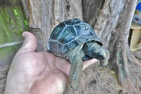 Geochelone Gigantea ( Giant aldabra tortoise)