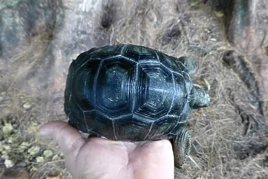 Geochelone Gigantea ( Giant aldabra tortoise), Wielkopolskie, Poznań