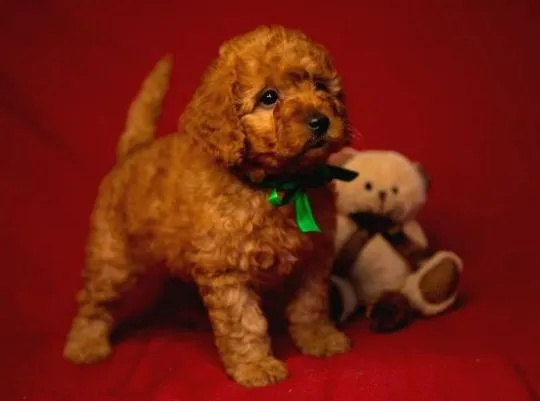 Urocze szczenięta pudla płci męskiej i żeńskiej. WhatsApp: (+63-9928-49-1099)