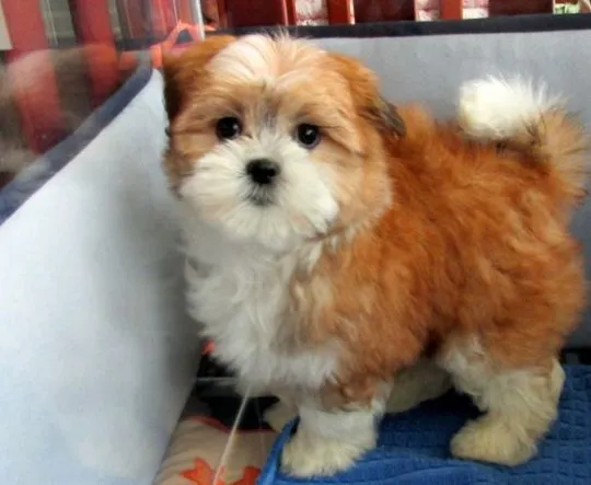 Urocze szczenięta maltańczyka i shih tzu (mieszanka 50-50), Wielkopolskie, Konin