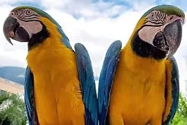 Afrykańska papuga szara Samiec i samica