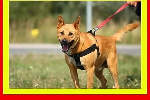 Młody,sympatyczny,wesoły,aktywny,kocha człowieka,p