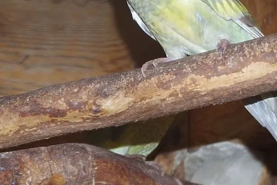 Rozelle Kaledońskie ,1 Słomkowa ,Świergotki, Łódzkie, Łódź