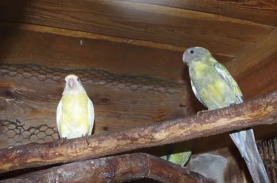 Rozelle Kaledońskie ,1 Słomkowa ,Świergotki, Łódzkie, Łódź