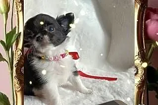 Chihuahua dziewczynka długowłosa suczka