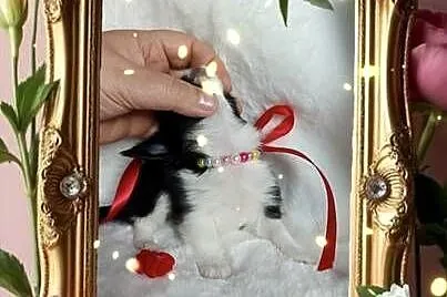 Chihuahua dziewczynka długowłosa suczka, Kujawsko-pomorskie, Inowrocław