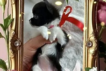 Chihuahua dziewczynka długowłosa suczka, Kujawsko-pomorskie, Inowrocław