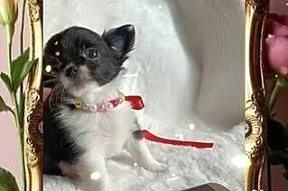 Chihuahua dziewczynka długowłosa suczka, Kujawsko-pomorskie, Inowrocław