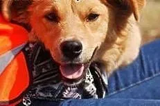 MELISA to radosna suczko do adopcji .,  łódzkie Sk