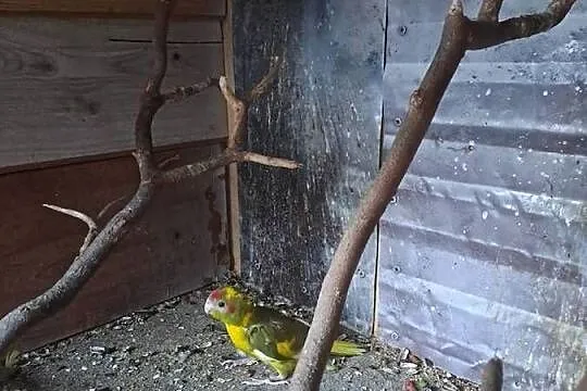 Witam sprzedam papugi kozy, Małopolskie, Wawrzeńczyce