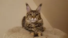 Kocieta Maine Coon... e-mail z aktualizacjami: {{legowikanna7@gmail.com}}