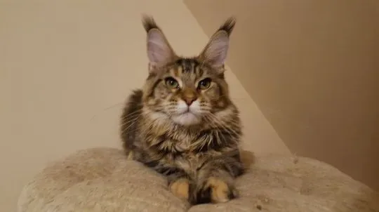 Kocieta Maine Coon... e-mail z aktualizacjami: {{legowikanna7@gmail.com}}
