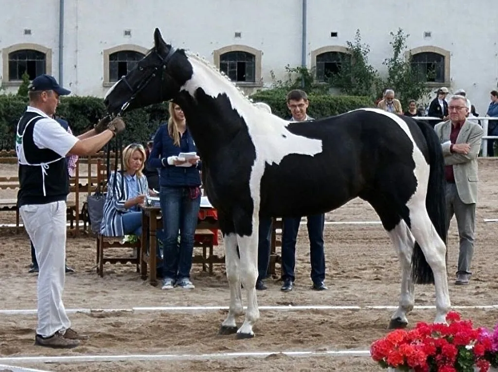Dolar / SP / homozygota / 83pkt / 174cm, , Błaszki