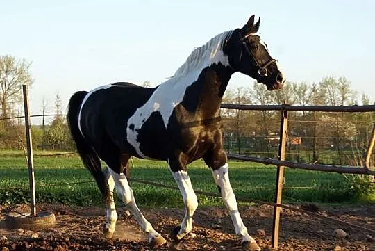 Dolar / SP / homozygota / 83pkt / 174cm, , Błaszki