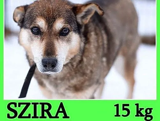 Średnia 15 kg,delikatna,spokojna,łagodna,nieśmiała