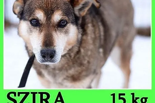 Średnia 15 kg,delikatna,spokojna,łagodna,nieśmiała