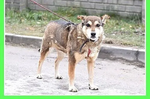 Średnia 15 kg,delikatna,spokojna,łagodna,nieśmiała