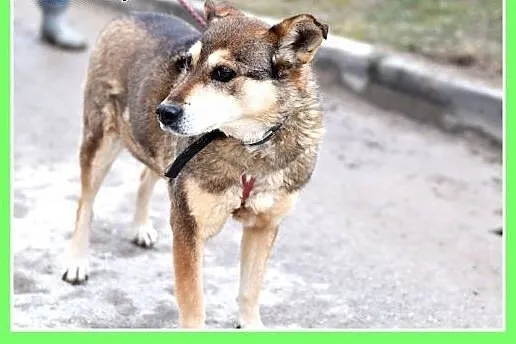 Średnia 15 kg,delikatna,spokojna,łagodna,nieśmiała