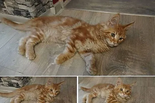 George Maine Coon